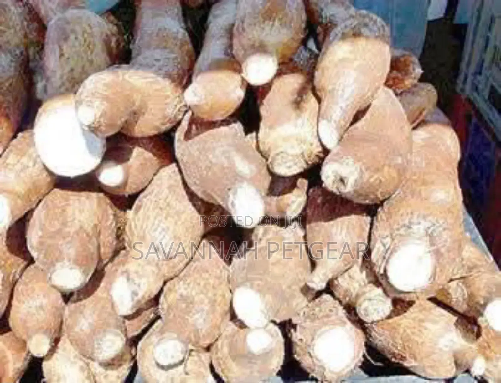Cassava Tubers Fresh From the Farm - Tasty and Delicious - 100kg
