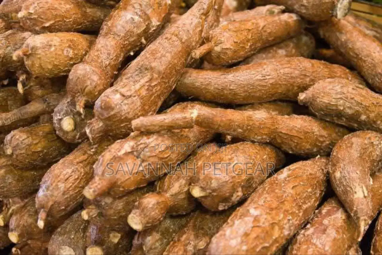 Cassava Tubers Fresh From the Farm - Tasty and Delicious - 100kg
