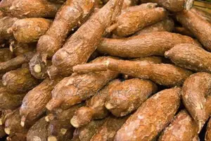 Cassava Tubers Fresh From the Farm - Tasty and Delicious - 100kg