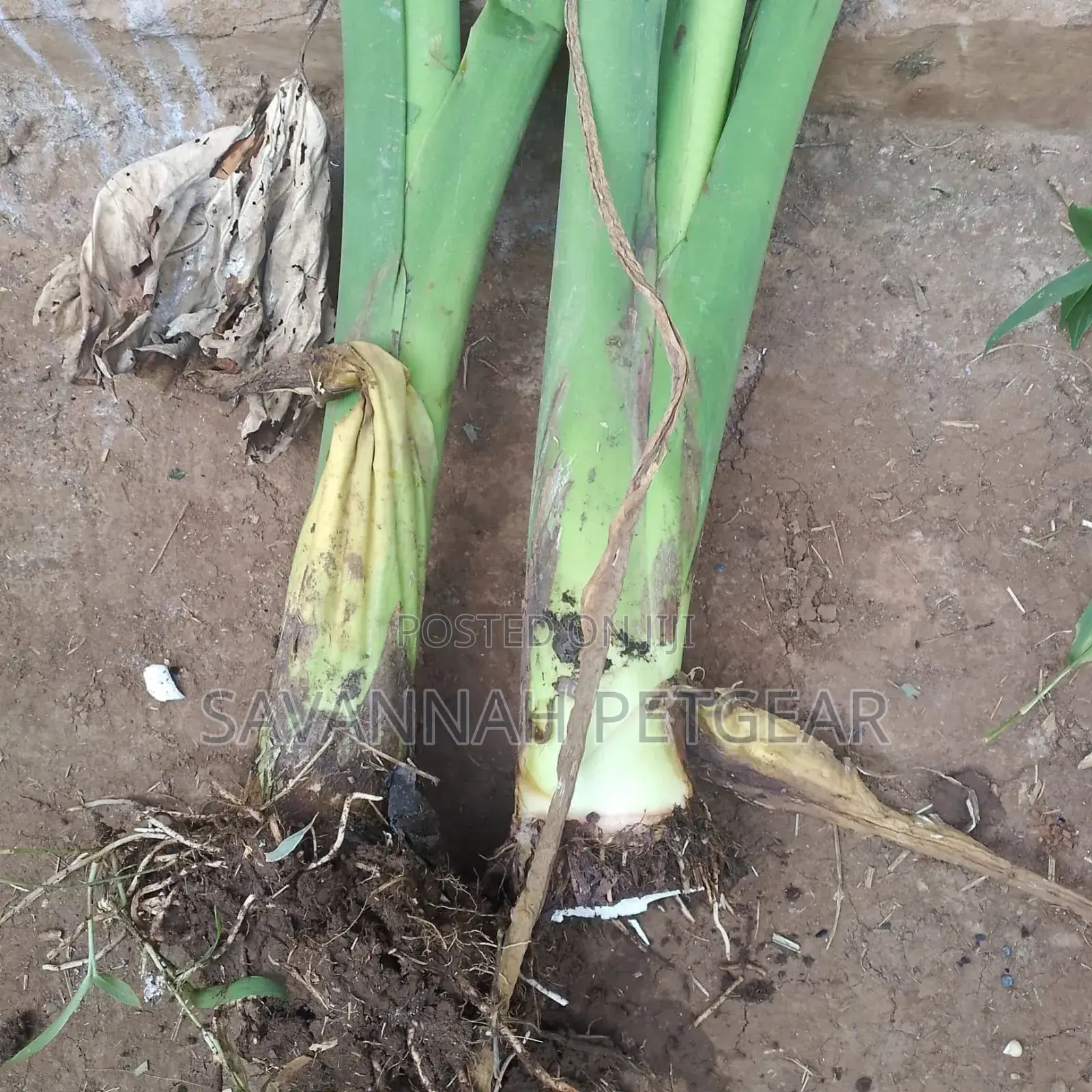 Arrowroots Suckers for Planting - Large Size (Per Piece)