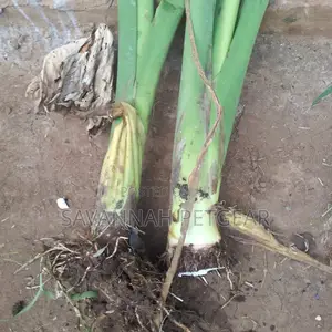 Arrowroots Suckers for Planting - Large Size (Per Piece)