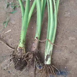 Arrowroots Suckers for Planting - Medium Size (Per Piece)
