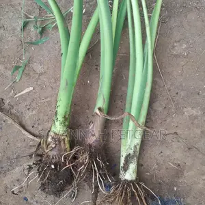 Arrowroots Suckers for Planting - Medium Size (Per Piece)
