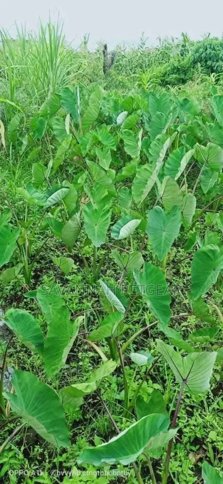 Arrowroots Suckers for Planting - Medium Size (Per Piece)