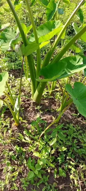 Arrowroots Suckers for Planting - Large Size (Per Piece)