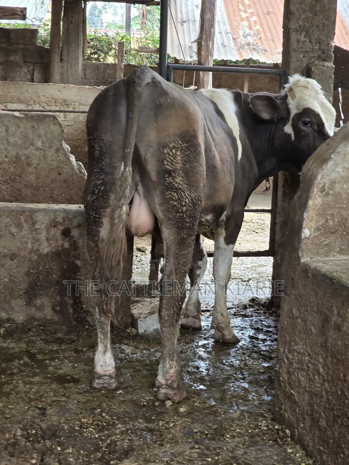 Fleckview Bull for Sale