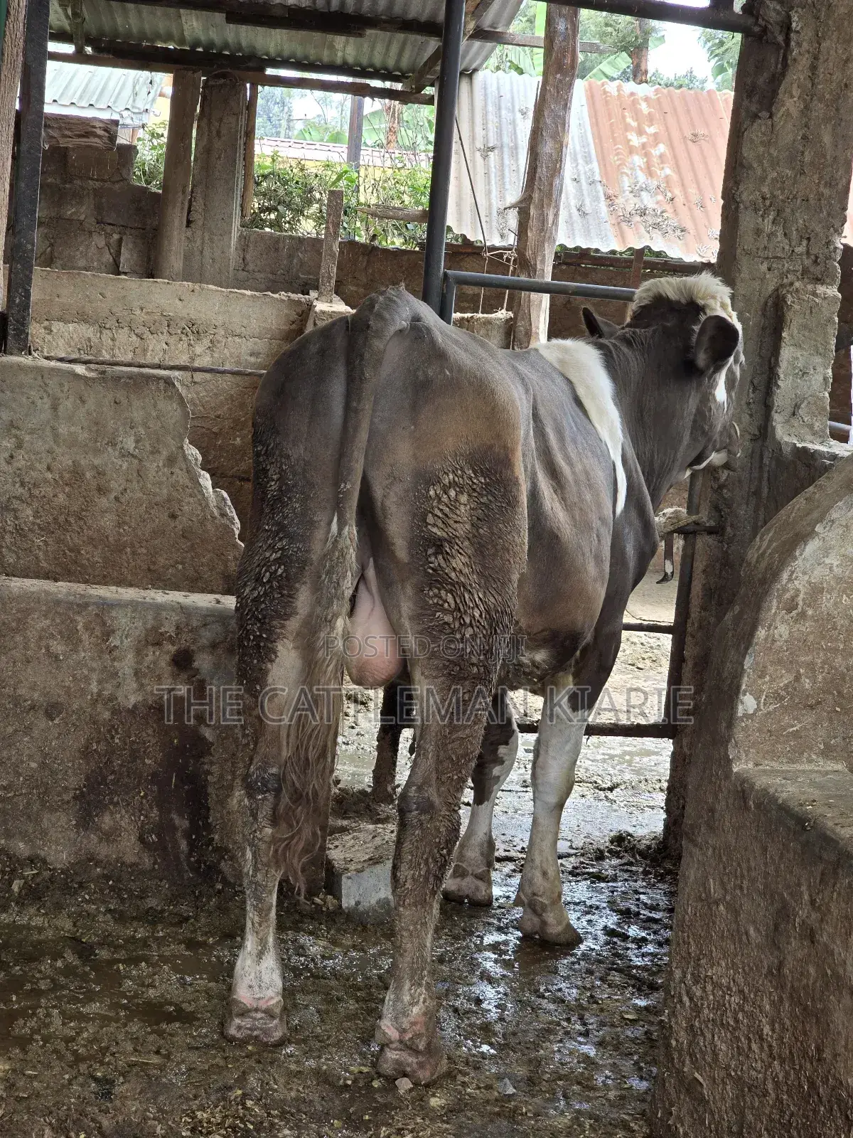 Fleckview Bull for Sale