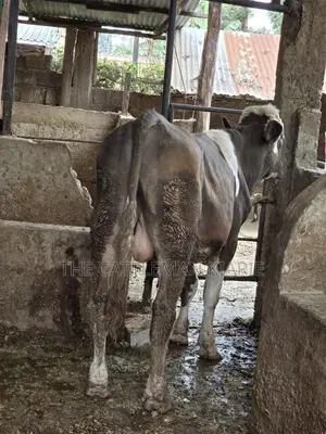 Fleckview Bull for Sale