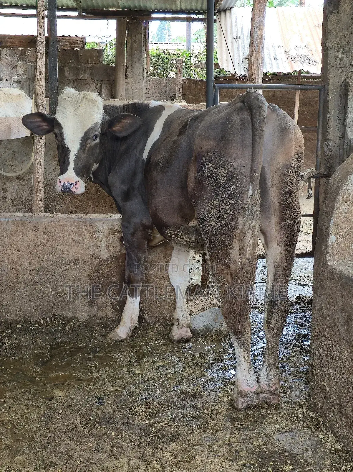 Fleckview Bull for Sale