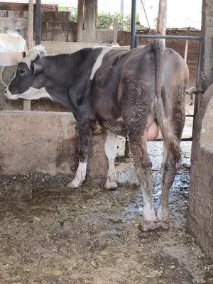 Fleckview Bull for Sale