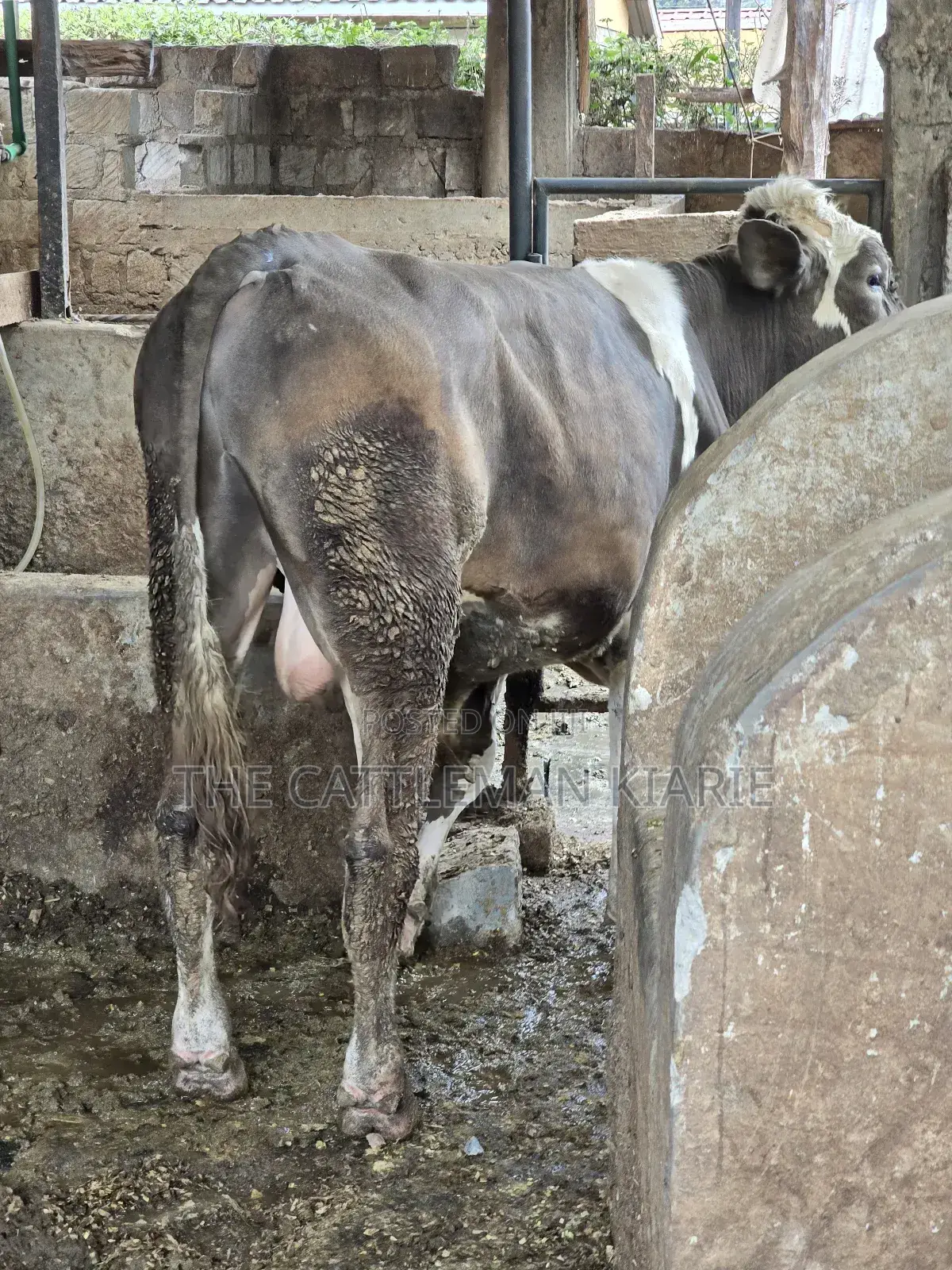Fleckview Bull for Sale