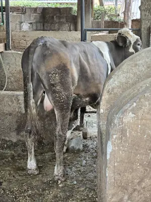 Fleckview Bull for Sale