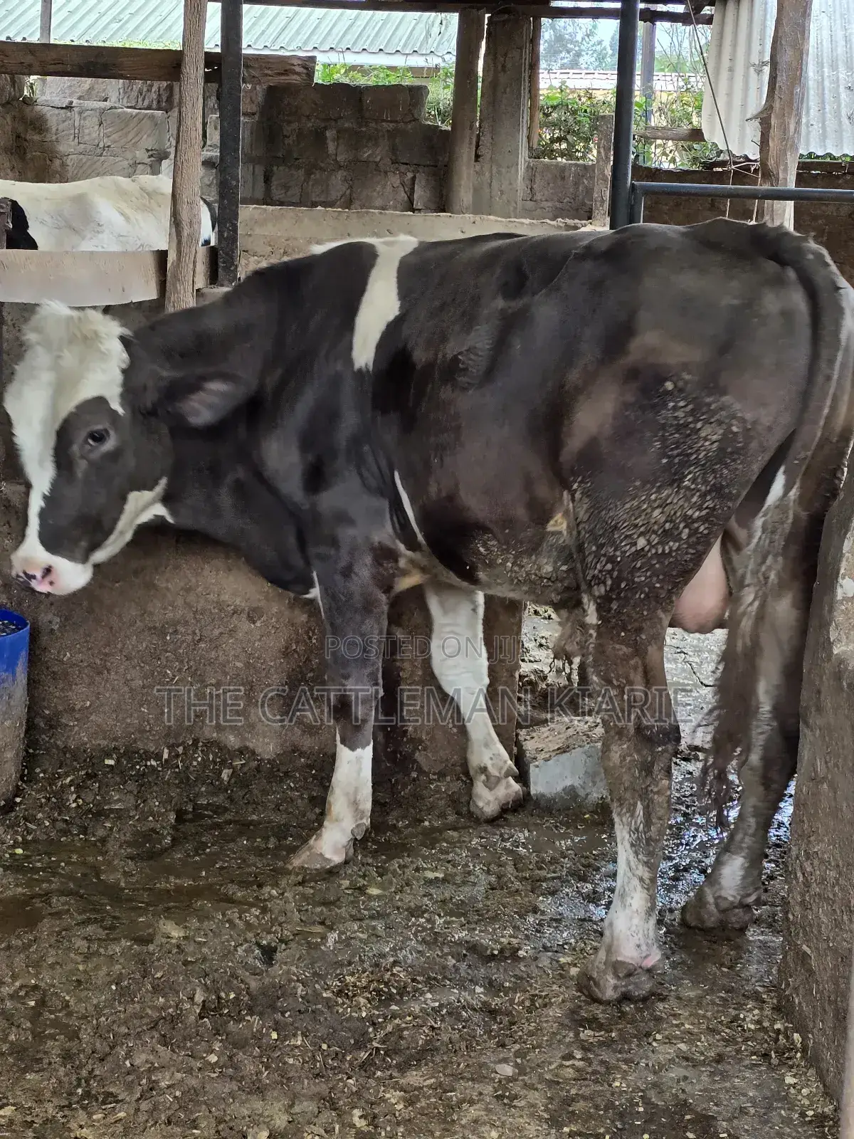 Fleckview Bull for Sale
