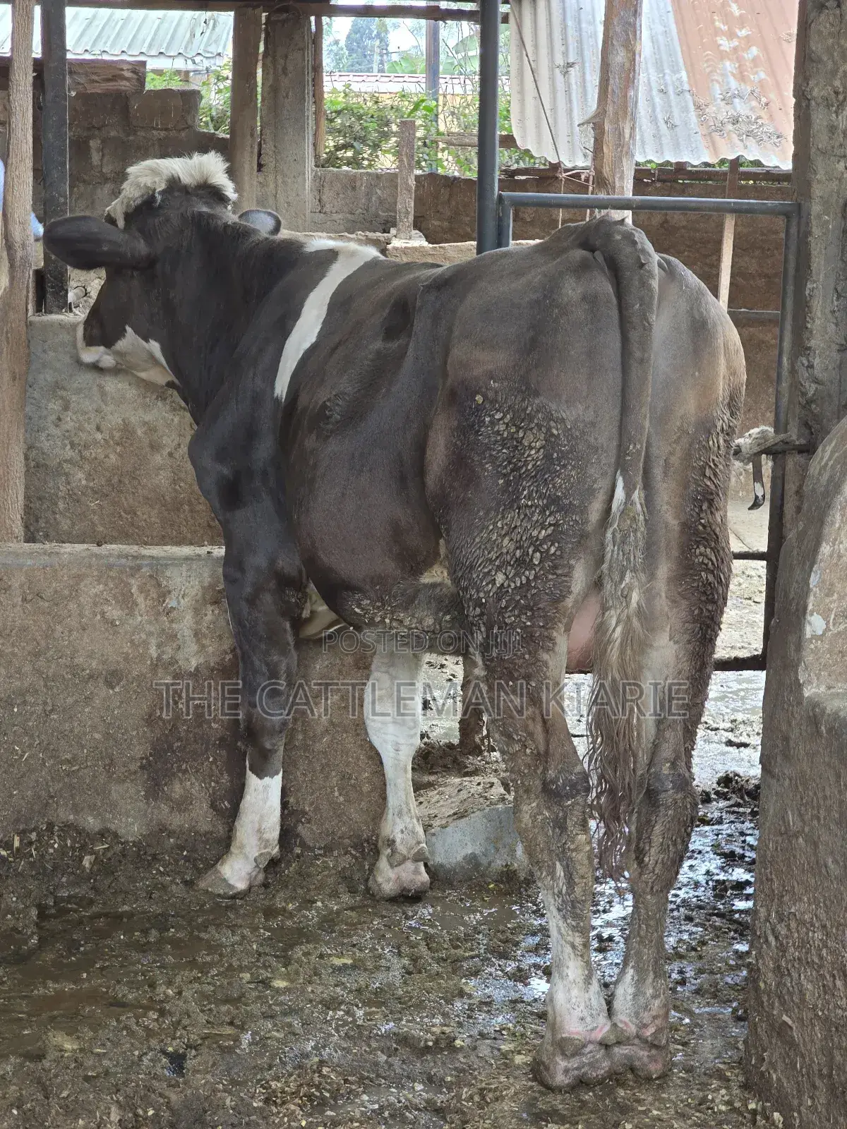 Fleckview Bull for Sale