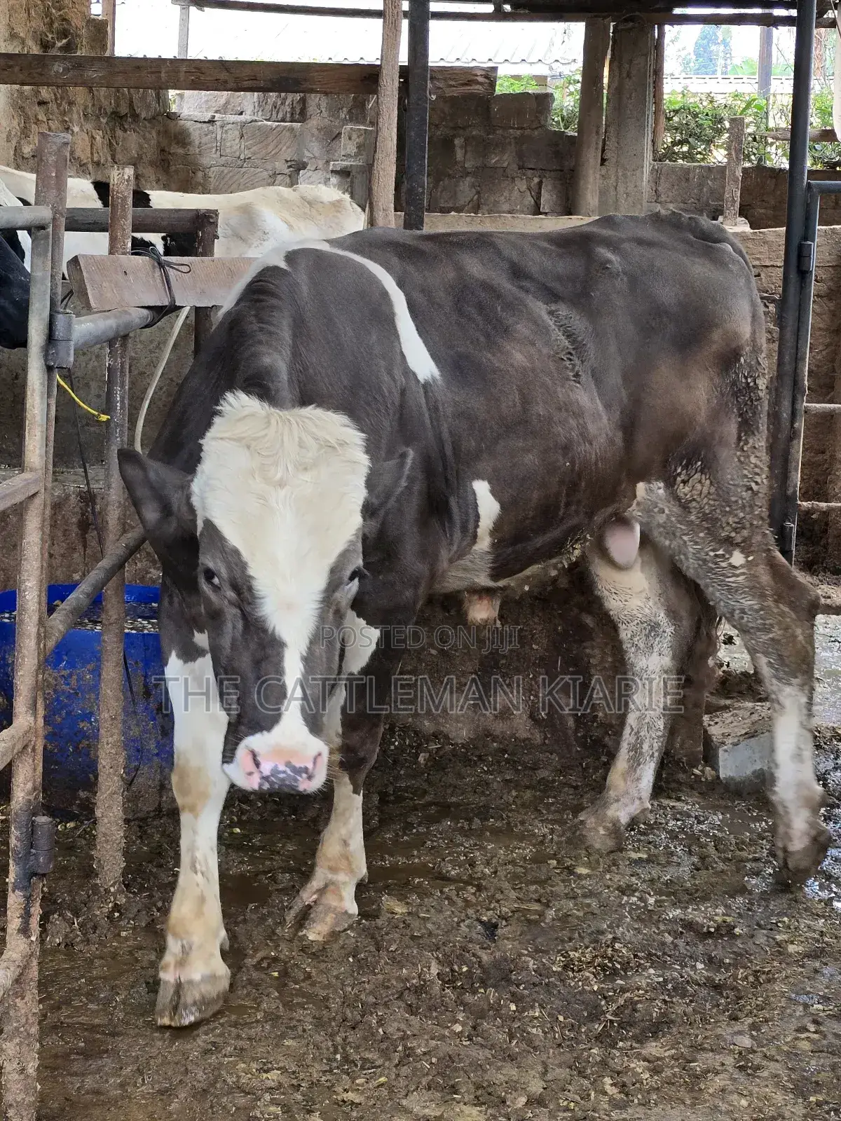 Fleckview Bull for Sale