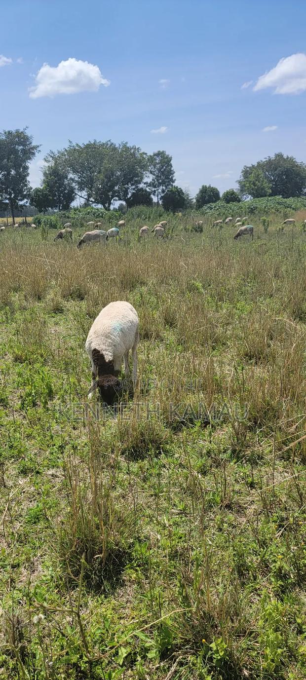 Fully Weaned Dorper Ewes - main view