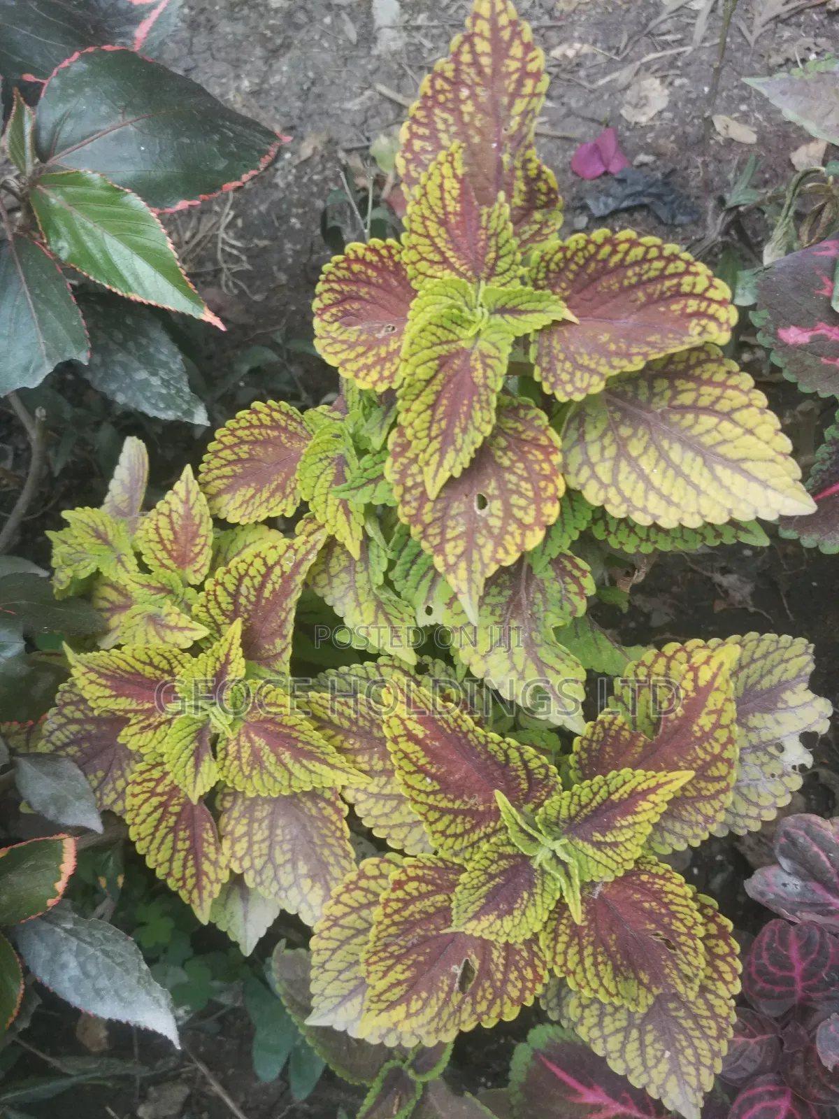 Household Decorative Plants