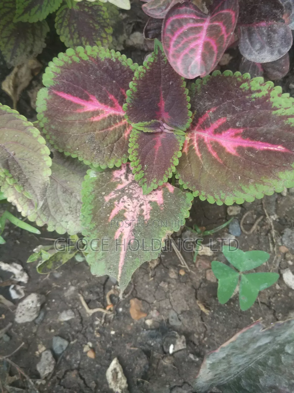 Household Decorative Plants