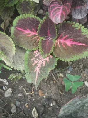 Household Decorative Plants
