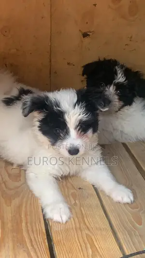 1-3 months Female Purebred Havanese