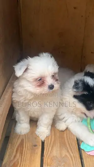 1-3 months Female Purebred Havanese