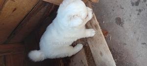 1-3 months Female Purebred Pomeranian - thumbnail 2