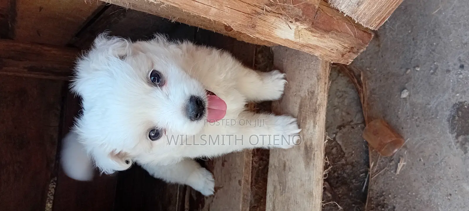 1-3 months Female Purebred Pomeranian