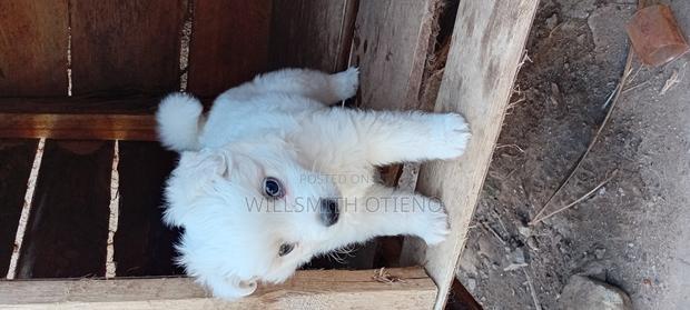 1-3 months Female Purebred Pomeranian - thumbnail 4