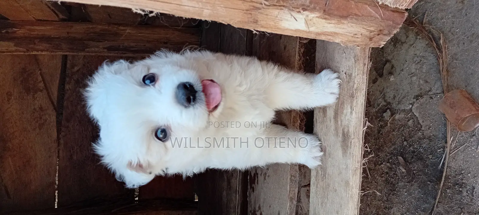 1-3 months Female Purebred Pomeranian