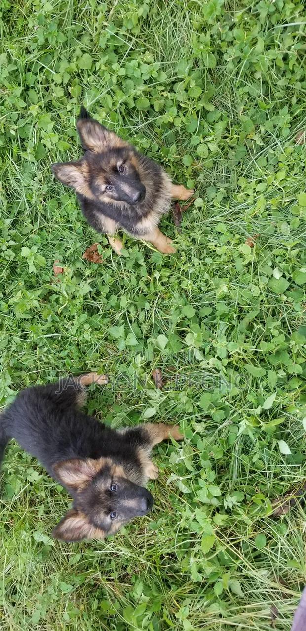 1-3 months Female Purebred German Shepherd