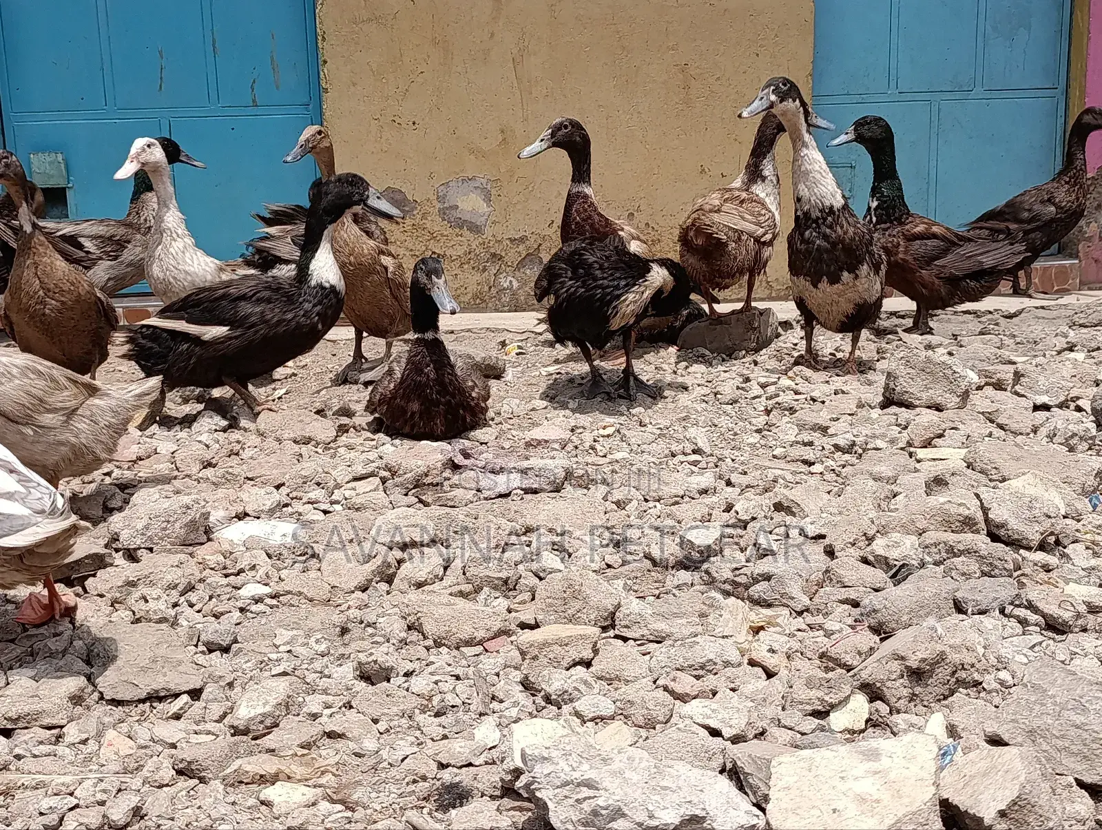 Ornamental Ducks Welsh, Khaki Campbell, Swedish,Rouen, Indian Runners