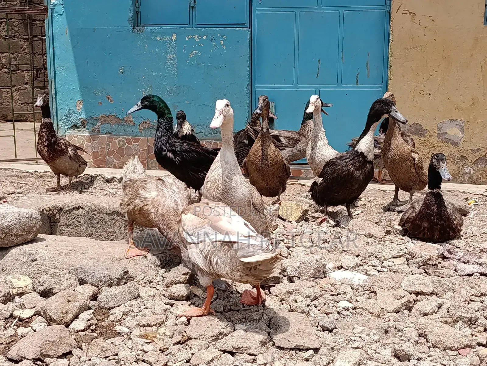 Ornamental Ducks Welsh, Khaki Campbell, Swedish,Rouen, Indian Runners