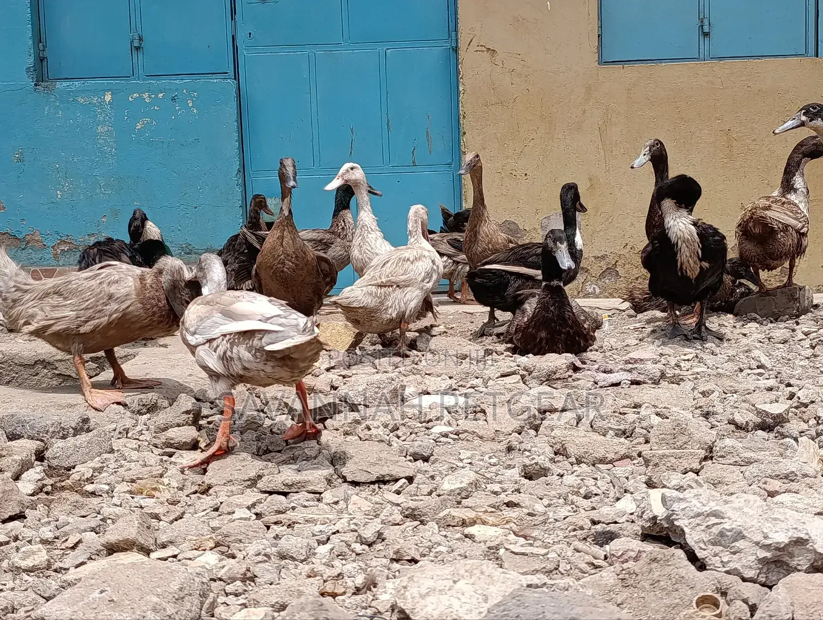 Ornamental Ducks Welsh, Khaki Campbell, Swedish,Rouen, Indian Runners