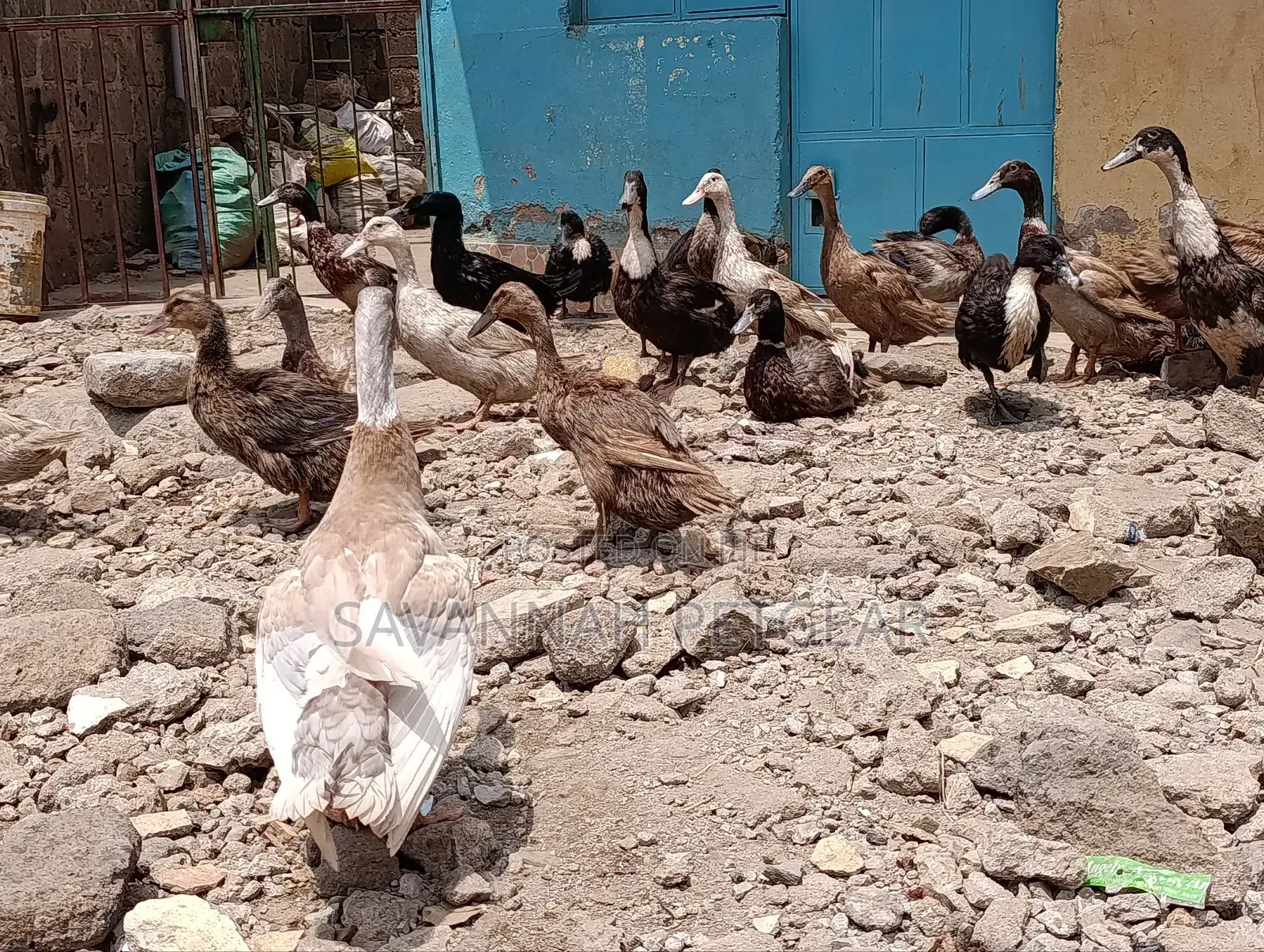 Ornamental Ducks Welsh, Khaki Campbell, Swedish,Rouen, Indian Runners
