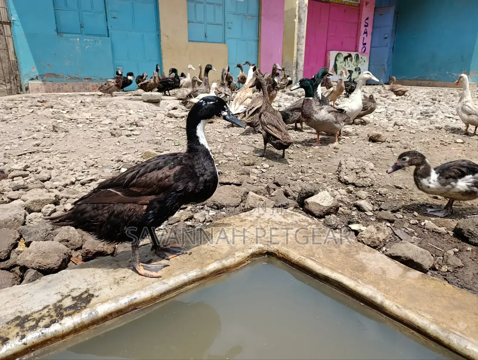 Ornamental Ducks Welsh, Khaki Campbell, Swedish,Rouen, Indian Runners