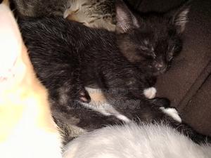 1-3 months Male Mixed Breed American Shorthair - main view