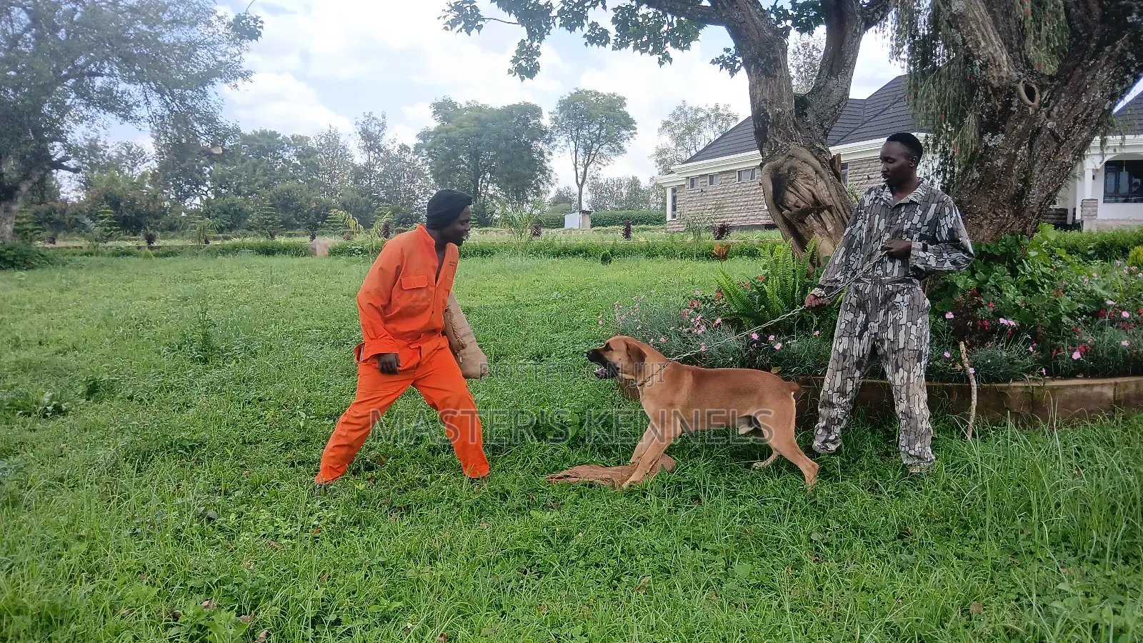Professional Dog Training