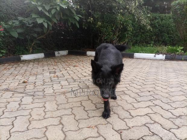 1+ year Female Purebred German Shepherd