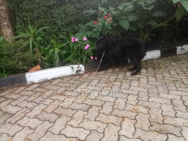 1+ year Female Purebred German Shepherd - thumbnail 2