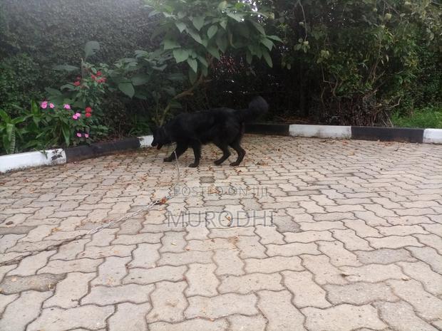 1+ year Female Purebred German Shepherd - thumbnail 3