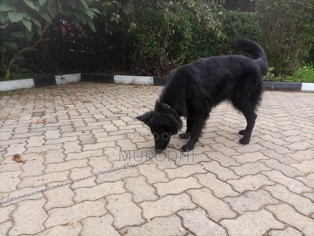 1+ year Female Purebred German Shepherd - thumbnail 4