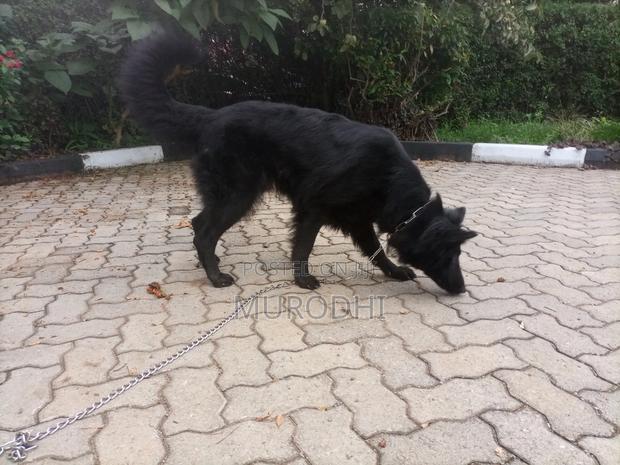 1+ year Female Purebred German Shepherd - thumbnail 5