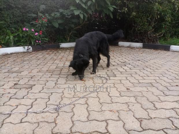 1+ year Female Purebred German Shepherd - thumbnail 6