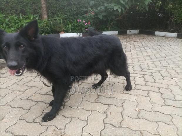 1+ year Female Purebred German Shepherd - thumbnail 8