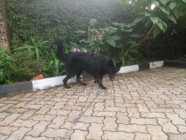 1+ year Female Purebred German Shepherd - thumbnail 9