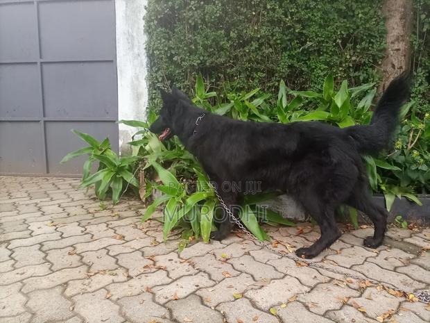 1+ year Female Purebred German Shepherd - thumbnail 10