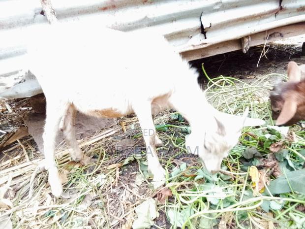 Abritish Alphine Female Kid on Sale - thumbnail 5