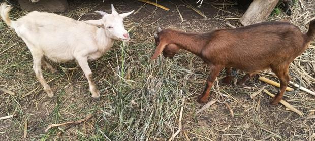 Abritish Alphine Female Kid on Sale - thumbnail 6