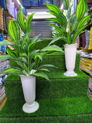 Plain Green Snake Plants Available