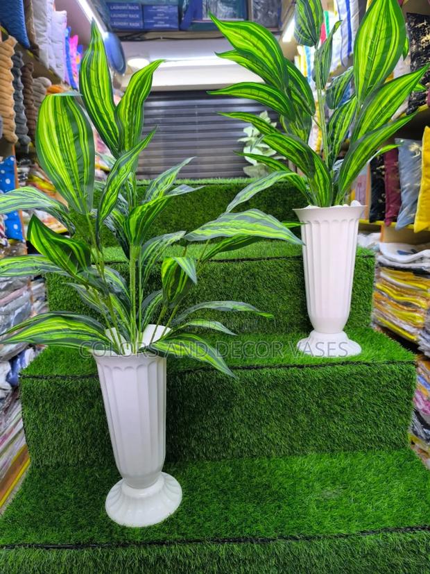 Plain Green Snake Plants Available - main view